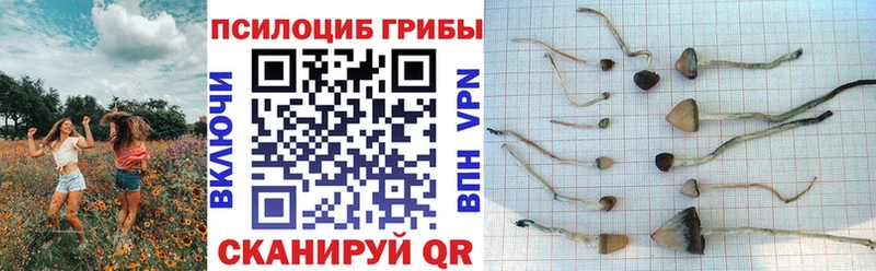 Галлюциногенные грибы MAGIC MUSHROOMS  Купить закладки  Дрезна 